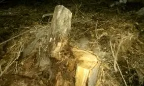 شهین باهر: تا وقتی من شهردار هستم کاربری باغ ۲۹ بهمن به چیز دیگری تغییر نخواهد یافت