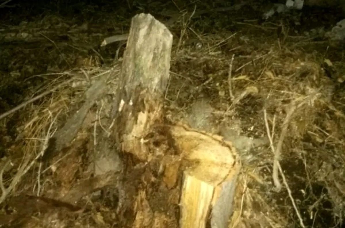 شهین باهر: تا وقتی من شهردار هستم کاربری باغ ۲۹ بهمن به چیز دیگری تغییر نخواهد یافت