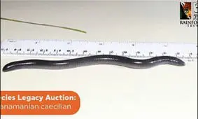 وقتی «دونالد ترامپ» کِرم می شود