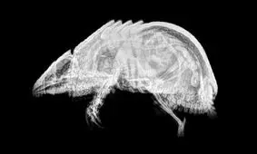 مجموعه‌ای حیرت‌انگیز از تصاویر اشعه ایکس حیوانات