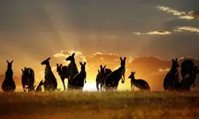 به بهانه مرگ «راجر، کانگورو خوش هیکل»؛ نکاتی جالب و خواندنی در مورد کانگوروها