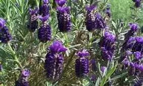 راز شاد بودن بدون نیاز به پول و مادیات !