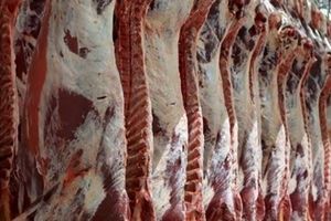 توزیع روزانه ۲۴ تن گوشت گرم وارداتی/ مردم تخلفات را به ۱۸۸۸ گزارش دهند
