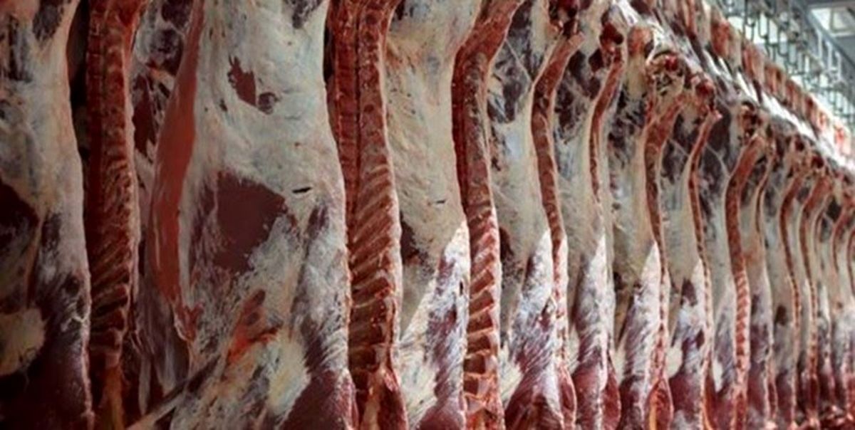 توزیع روزانه ۲۴ تن گوشت گرم وارداتی/ مردم تخلفات را به ۱۸۸۸ گزارش دهند