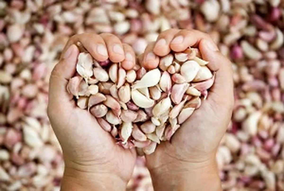 اگر روزانه یک حبه سیر بخورید این اتفاقات خوب در بدن شما می افتد