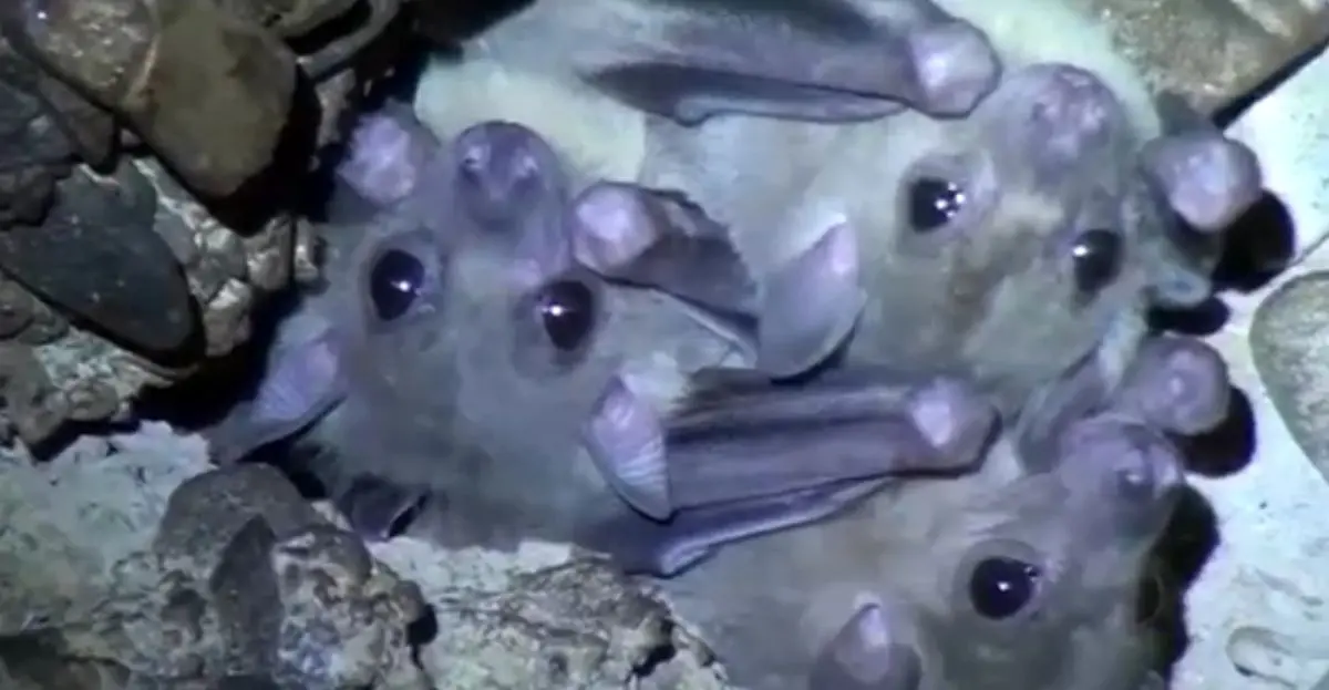 شناسایی زیستگاه خفاش میوه خوار/فیلم