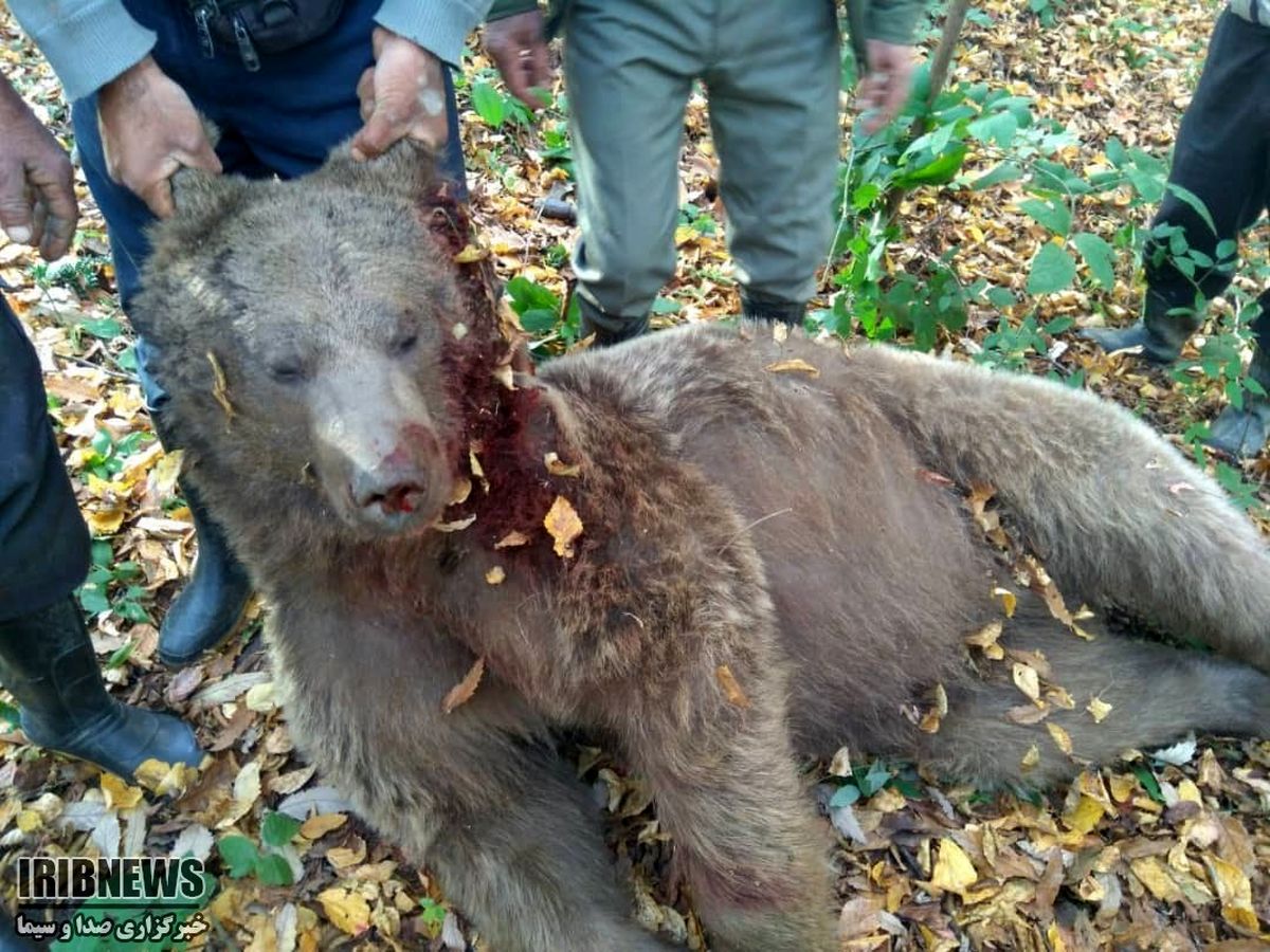 مرگ یک خرس قهوه ای با گلوله