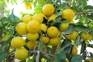 جهرم بزرگترین مرکز تولید لیمو شیرین در جهان