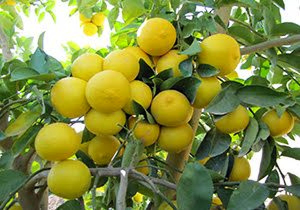 جهرم بزرگترین مرکز تولید لیمو شیرین در جهان