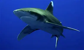 حمله یک کوسه به غواص مصری +فیلم