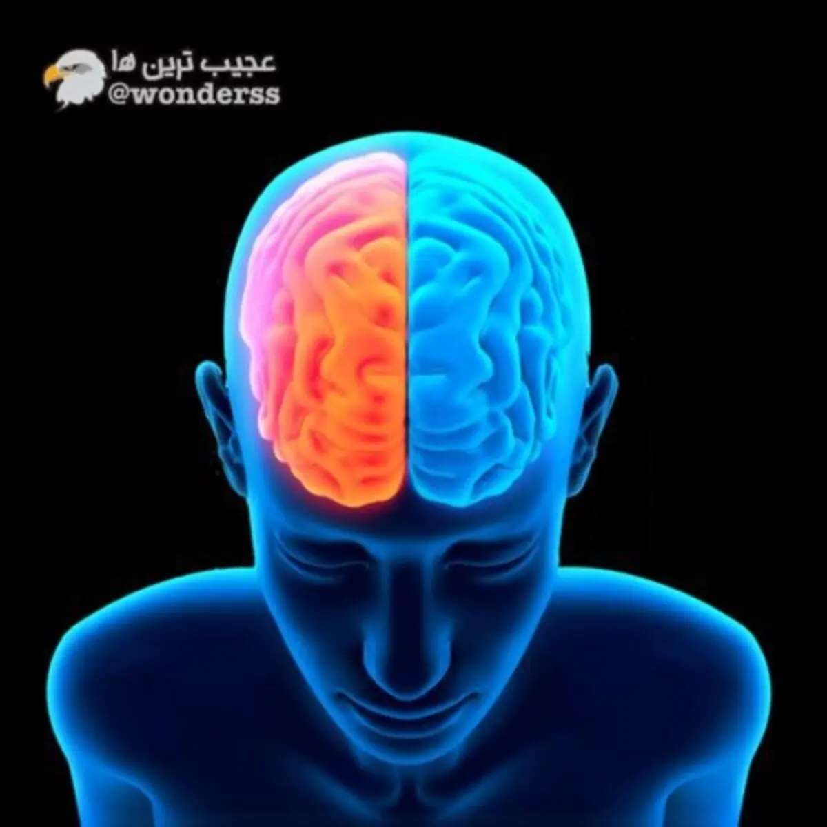 عملکرد جالب مغز کسانی که به دو زبان تسلط دارند !