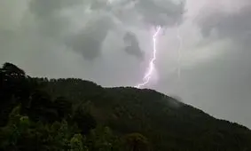 کشف درختی مرموز در جنگل‌های پاناما که با استفاده از صاعقه، رقبای خود را نابود می‌کند