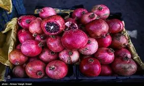 دورهمی رسم‌کهن شب یلدا در ایلام