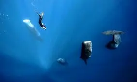 عکس روز نشنال جئوگرافیک: خواب نهنگ ها بصورت عمودی