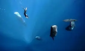 عکس روز نشنال جئوگرافیک: خواب نهنگ ها بصورت عمودی