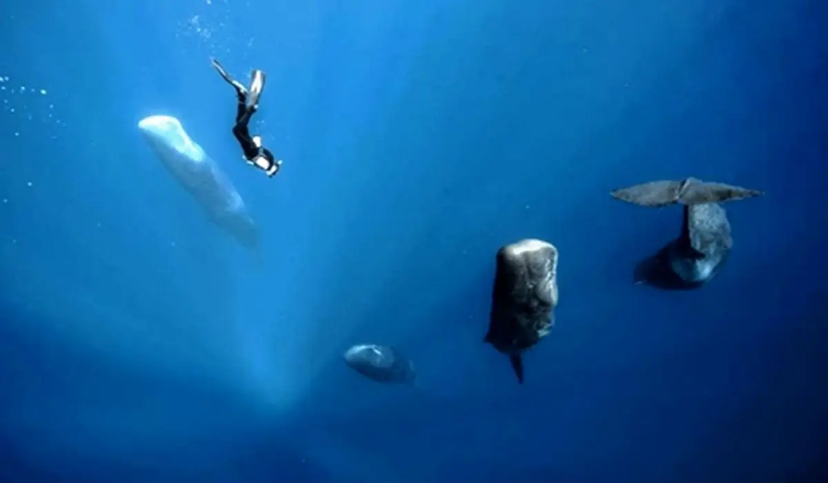 عکس روز نشنال جئوگرافیک: خواب نهنگ ها بصورت عمودی