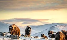 عکس روز نشنال جئوگرافیک