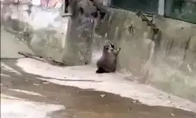 وقتی تو ایران تلاش می‌کنید از سد مشکلات عبور کنید.