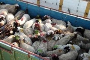 کشف 25 راس احشام قاچاق در شهرستان دهلران