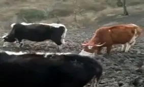 زندگی روستایی در دیوا بندپی غربی بابل/فیلم