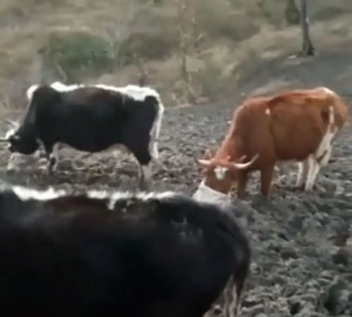 زندگی روستایی در دیوا بندپی غربی بابل/فیلم