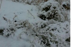 ۶ کارگر پست ۴۰۰ کیلو وات برق جیرفت در برف گرفتار شدند