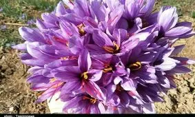 گل سر سبد کوهدشت؛ بانویی که از خاک «طلای سرخ» می‌سازد+تصاویر