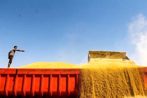 ۳۵ هزار تن بذر گندم و جو در استان اردبیل تولید می‌شود‌