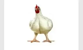 رکورد دوباره قیمت مرغ؛ نرخ ۱۳۶۰۰ تومان