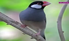 معرفی فنچ نرگسی، جاوا یا مصری و پرورش آن + عکس فنچ نرگسی