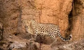 دیده شدن دومین پلنگ در حال انقراض ایرانی در سبزوار