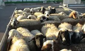 توقیف کامیون حامل احشام قاچاق در ارزوئیه