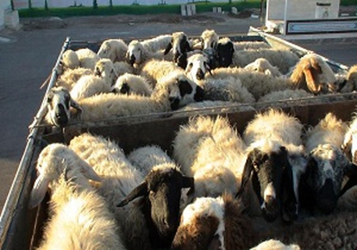 توقیف کامیون حامل احشام قاچاق در ارزوئیه