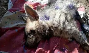 تلف شدن یک قلاده کفتار بر اثر تصادف جاده ای