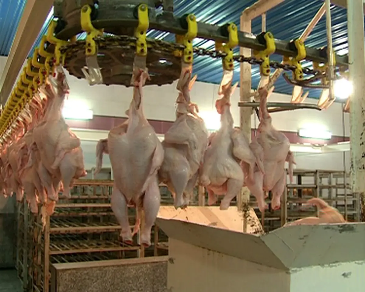 دست به دست شدن توپ گرانی مرغ!/ وعده ارزانی در هفته آینده!