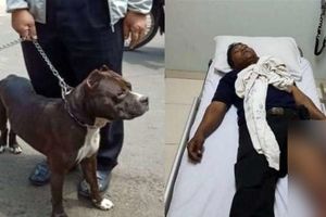 حمله مرگبار سگ پیت‌بول به نگهبان امنیتی +فیلم