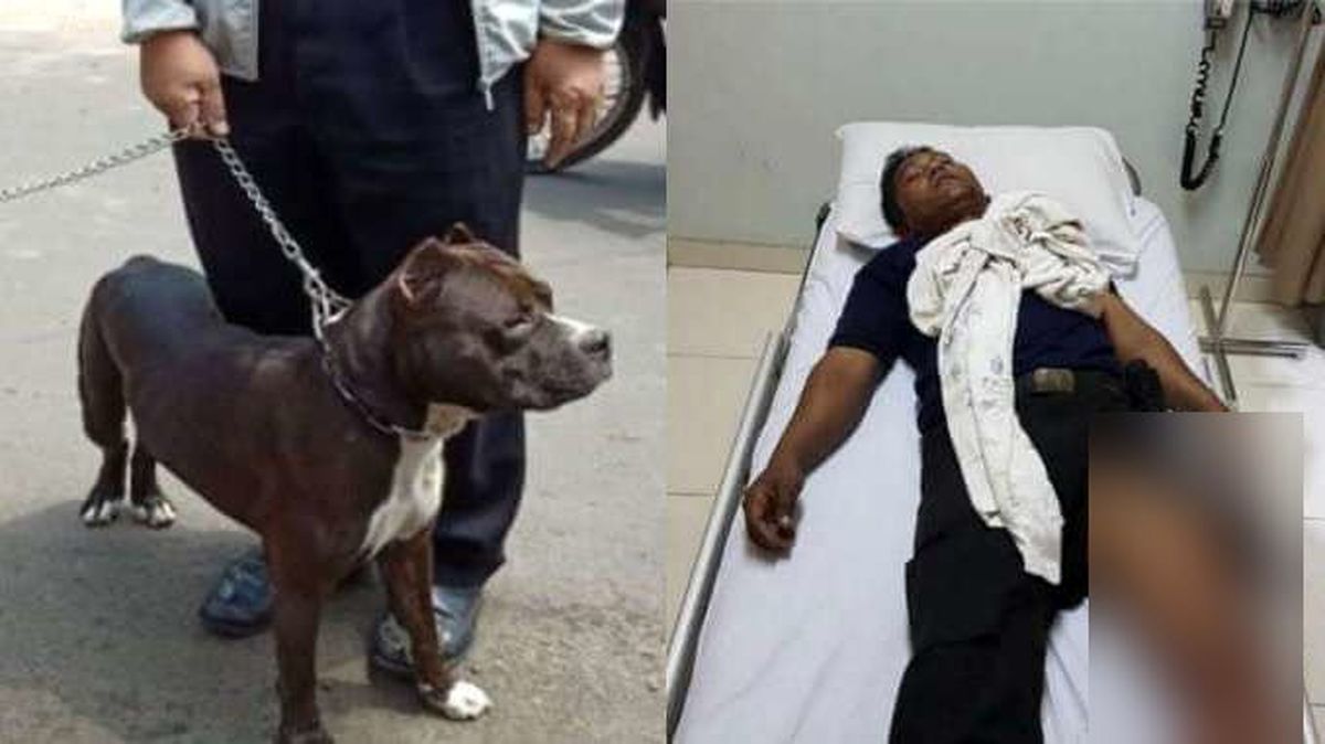 حمله مرگبار سگ پیت‌بول به نگهبان امنیتی +فیلم