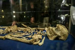 کشف گونه جدیدی از انسان اولیه در ژوهانسبورگ / رمزگشایی اسکلتی که 3.6 میلیون سال قدمت دارد