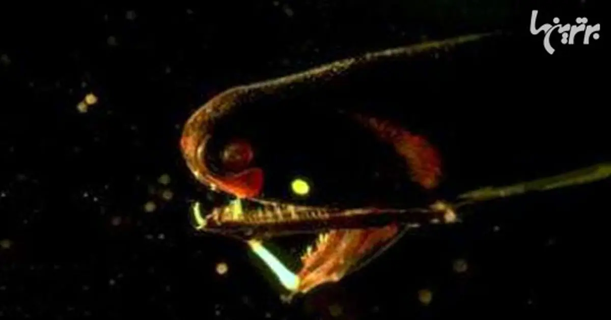 عملکردهای عجیب و غریب بدن حیوانات!