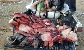 دستگیری شکارچیان گراز در جوانرود و دالاهو
