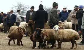 خروج دام از کهگیلویه و بویراحمد ممنوع شد