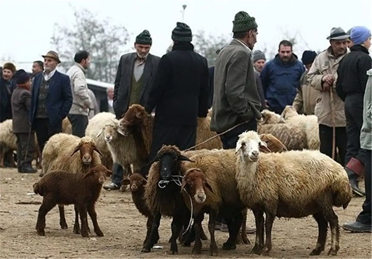 خروج دام از کهگیلویه و بویراحمد ممنوع شد