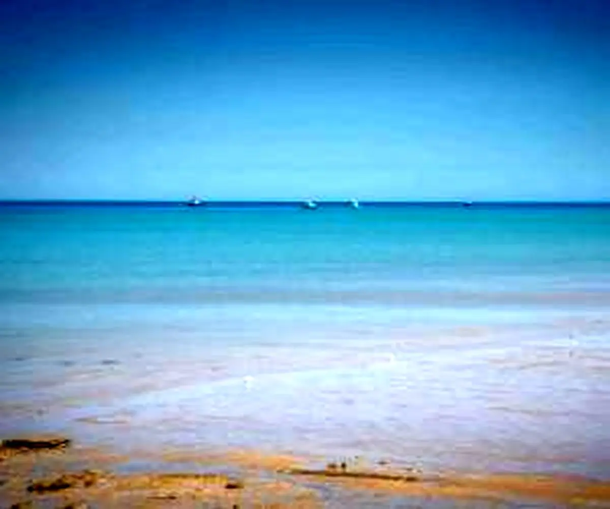 عجیب ترین موجود دریایی به ساحل استرالیا آمد + عکس