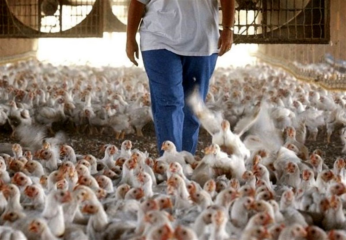 مرغداران: آستانه تحمل مردم را در برابر مرغ گران باید بالا برد