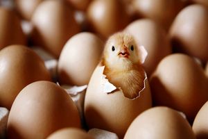 صادرات جوجه یک‌روزه و تخم مرغ نطفه‌دار ممنوع شد