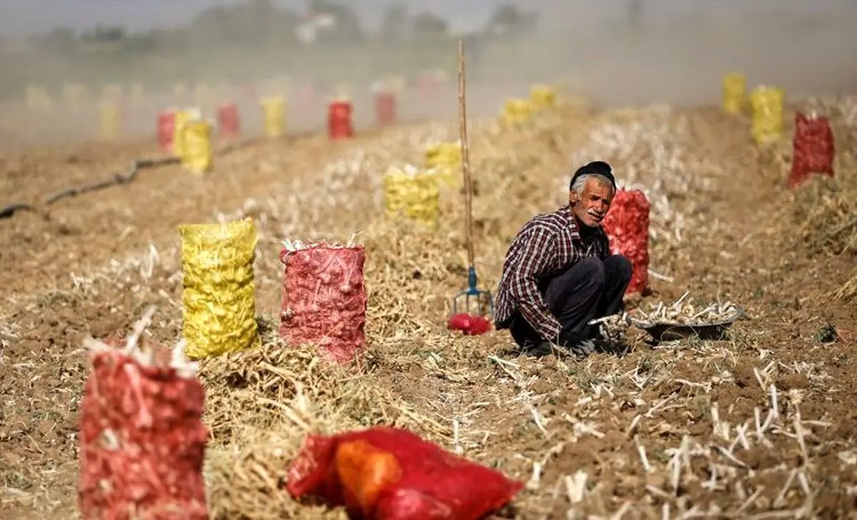 لغو ممنوعیت صادرات سیب‌زمینی و سیر