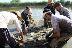 قصرشیرین بزرگترین تولید کننده ماهیان گرمابی کشور