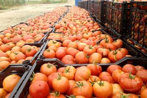 ۵۳ هزار تن محصول گوجه فرنگی کشاورزان استان بوشهر خریداری شد