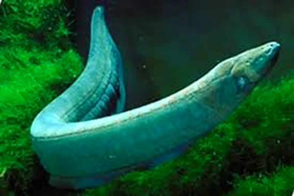 حمله مار به مارماهی الکتریکی یا شوکر