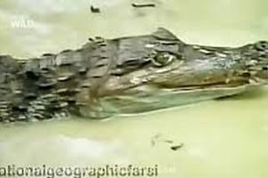 شکار و خشک کردن تمساح توسط مارماهی الکتریکی